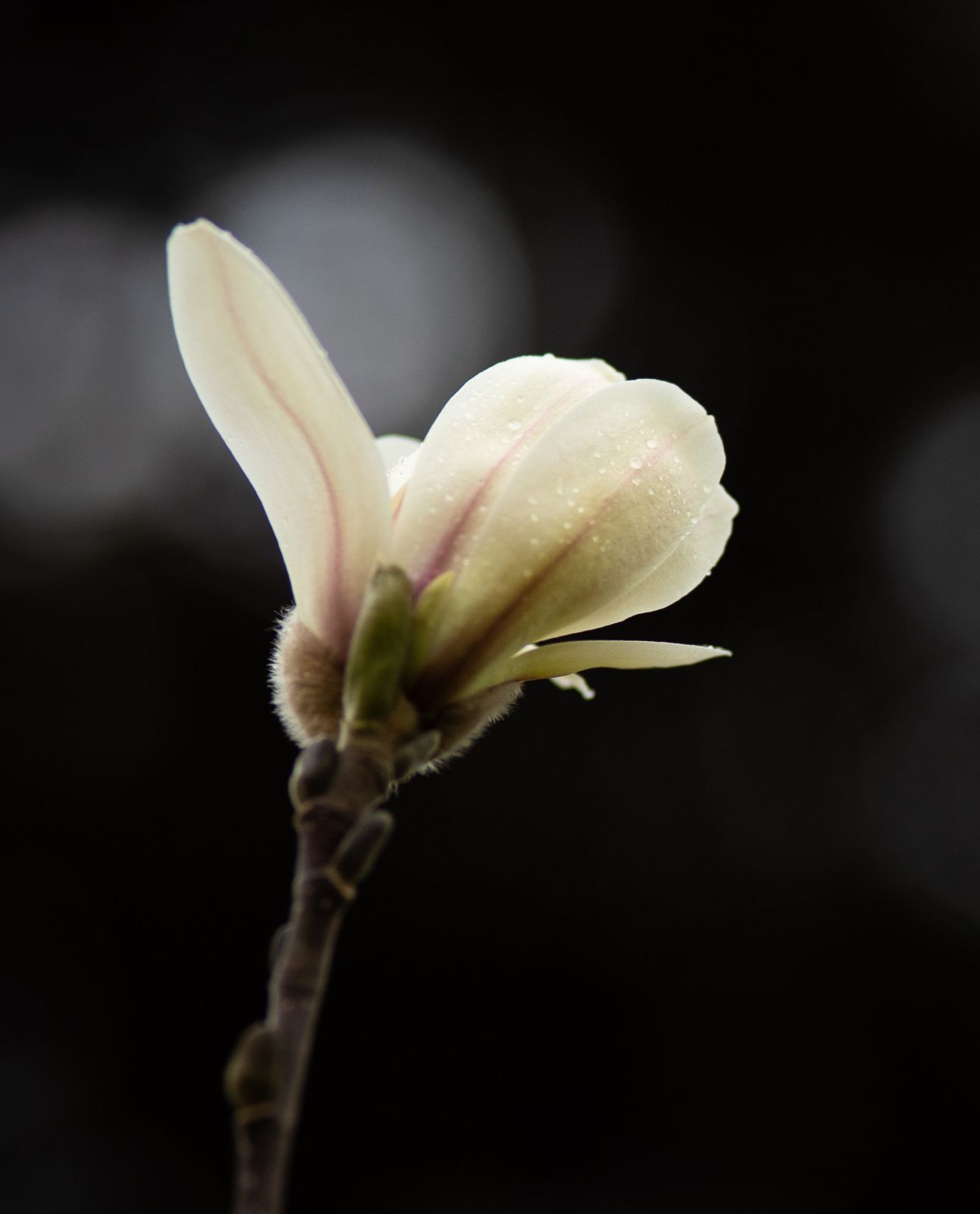 Spring blooms in St. Louis